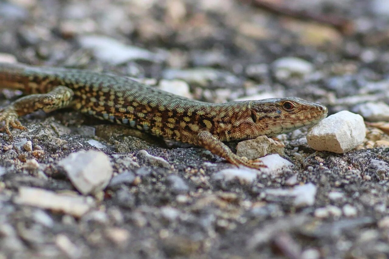 Ящерица обыкновенная фото. Ящерица прыткая тритон. Прыткая ящерица lacerta agilis. Lacerta agilis. Прыткая ящерица хмао.