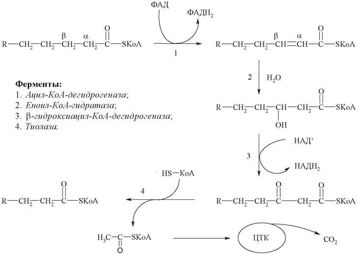 Окисление жирных кислот фермент. Ацил-КОА-дегидрогеназа витамин. Реакции катализируемые ферментами ацил КОА дегидрогеназа. Ацил КОА дегидрогеназа кофермент. Ацил-КОА-дегидрогеназа фермент.