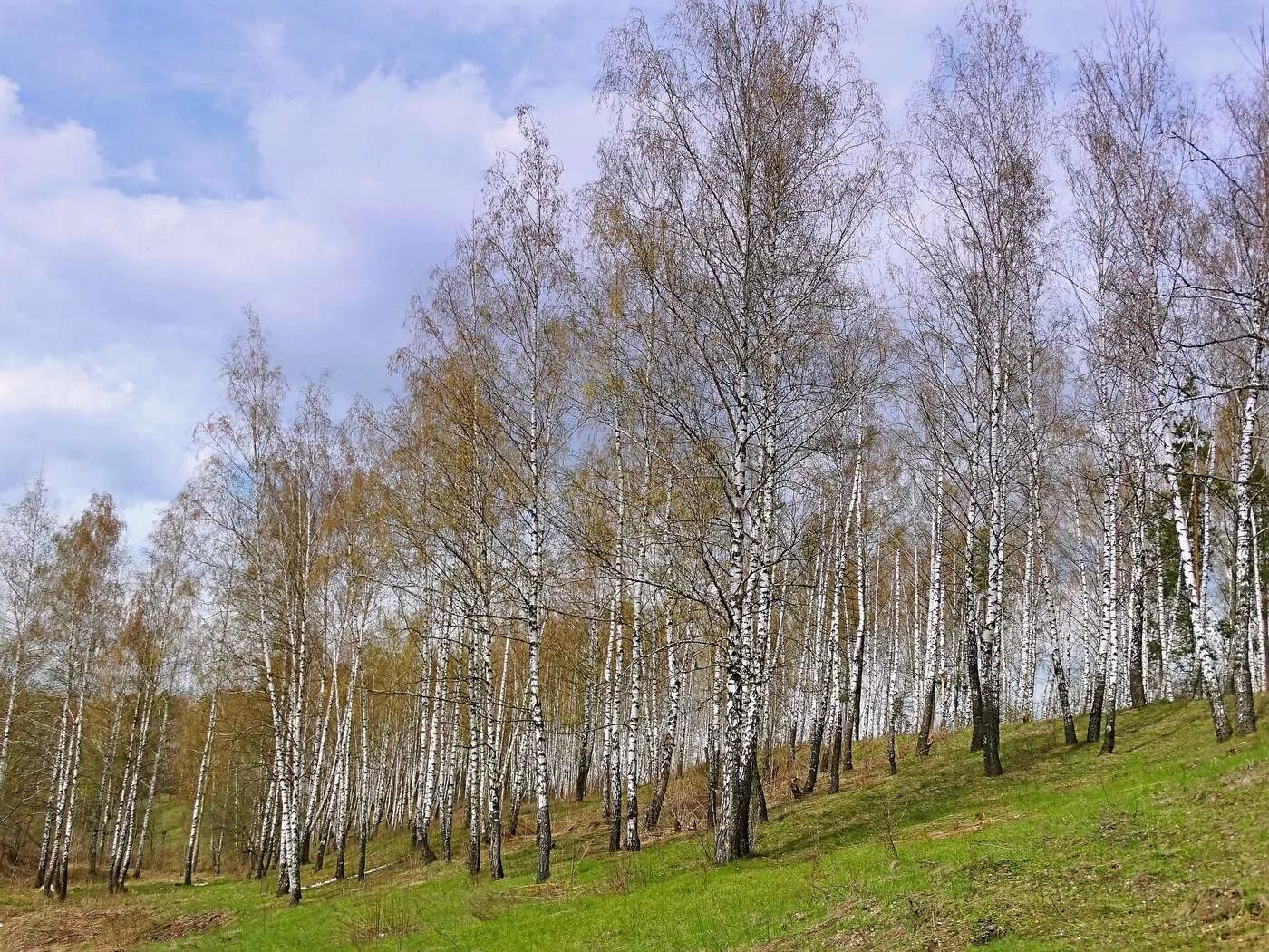 Какие березы весной. Березовая роща Пермь. Березовая роща Низина. Береза весной.