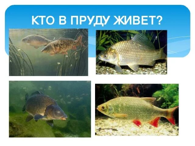 Обитатели пресных вод. Обитатели пруда. Она живет в водоемах. Животные реки. Обитатели пресных водоемов.