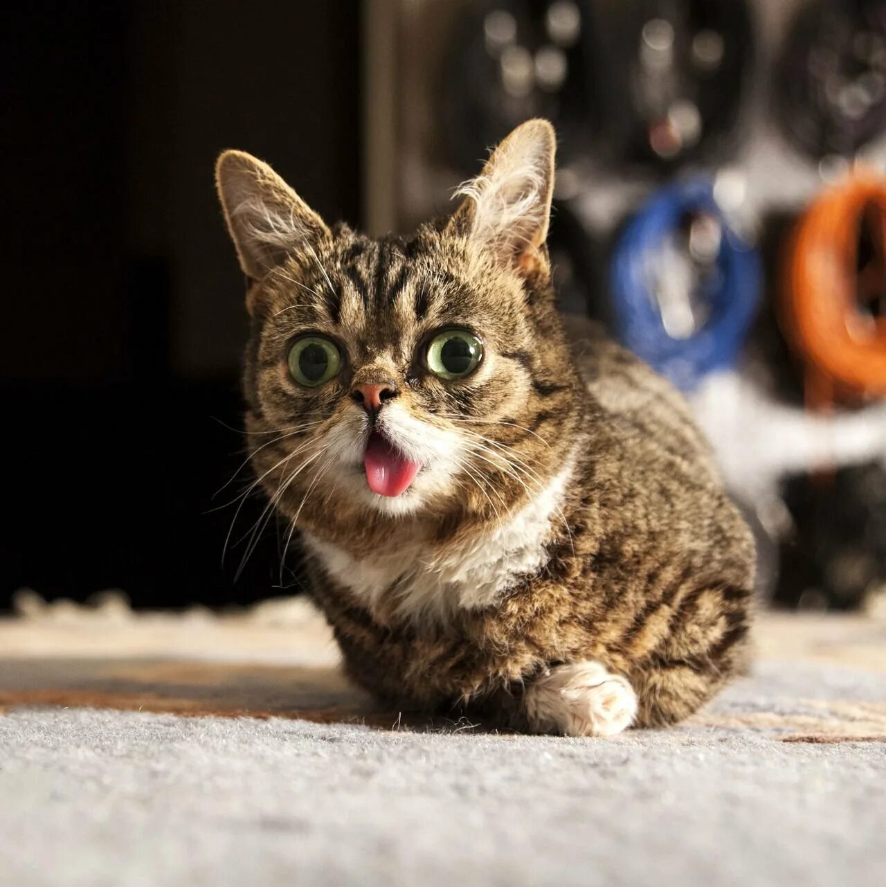 Почему коты странные. Необычный кот. необычные коты. необычные котята. самые необычные кошки.