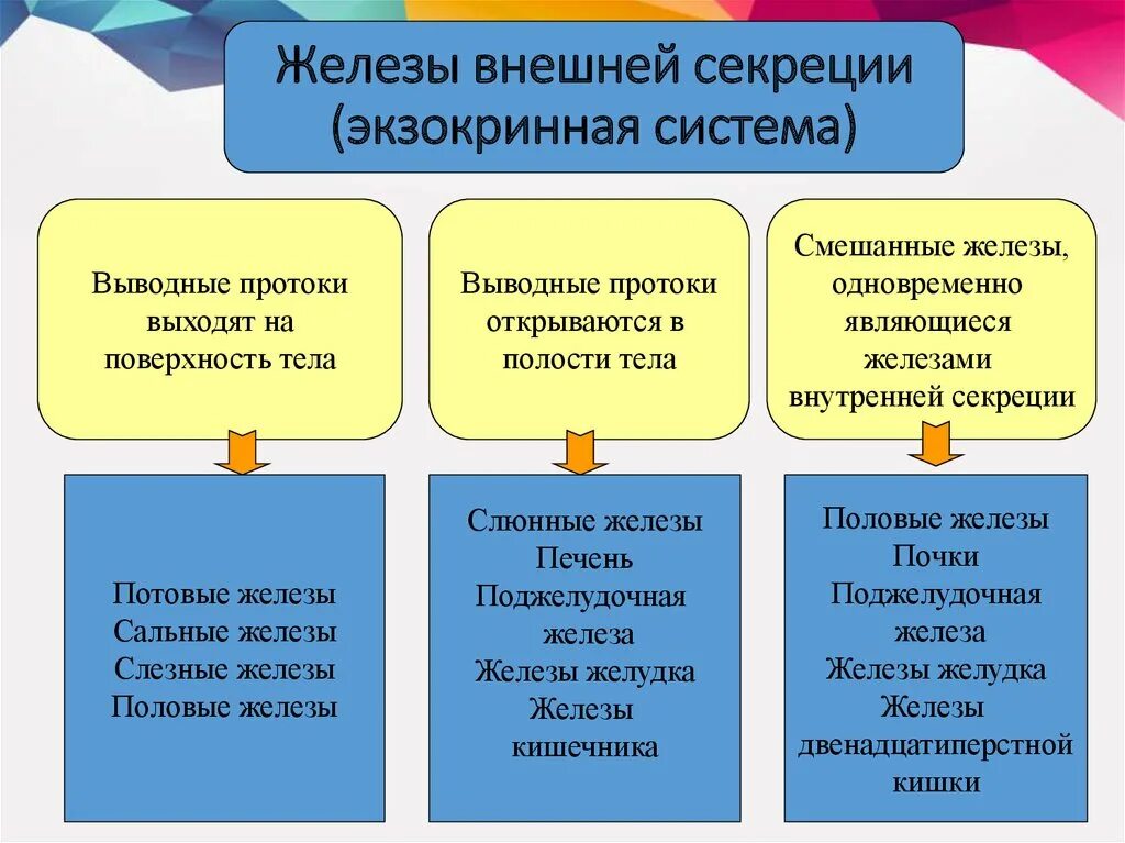 Железы внешней внутренней и смешанной секреции. Железы внутренней секреции и внешней секреции. Железы внутренней секреции внешней и смешанной секреции. Железа внешней смешанной и внешней секреции.