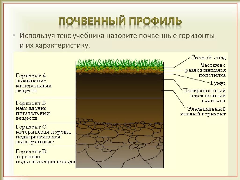 Где находится плодородная почва. Какого строение почвенного профиля. Почвенный Горизонт а1. Почвенный профиль и почвенные горизонты. Строение почвенного профиля почвенные горизонты.