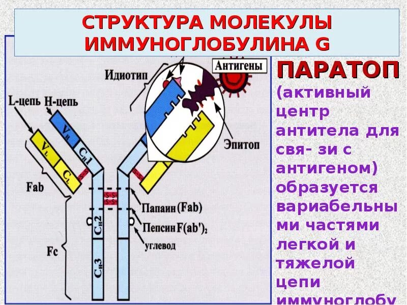 Строение антител иммуноглобулинов. Антитела иммуноглобулины структура. Схема строения антител иммунология. Структура иммуноглобулина паратоп. Домены антител