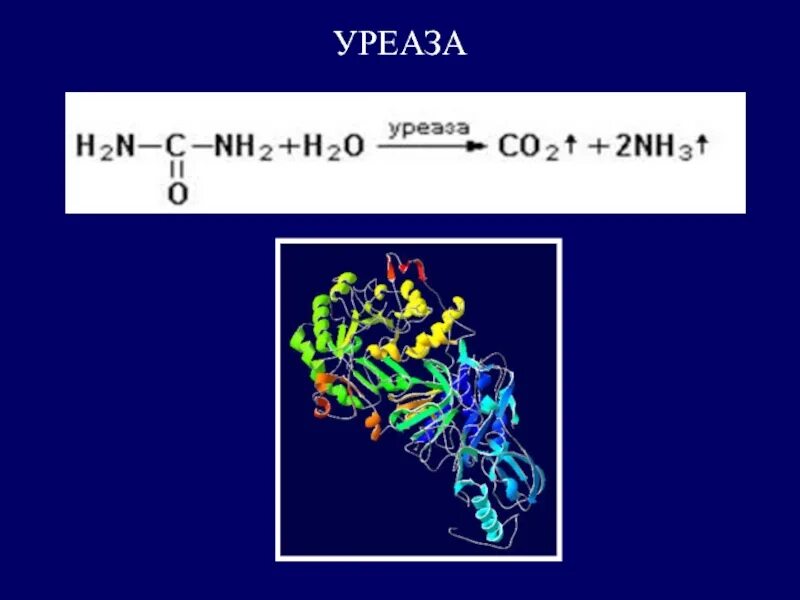 Фермент уреаза. Уреаза фермент формула. Химическое строение уреазы. Уреаза фермент реакция. Мочевина уреаза.