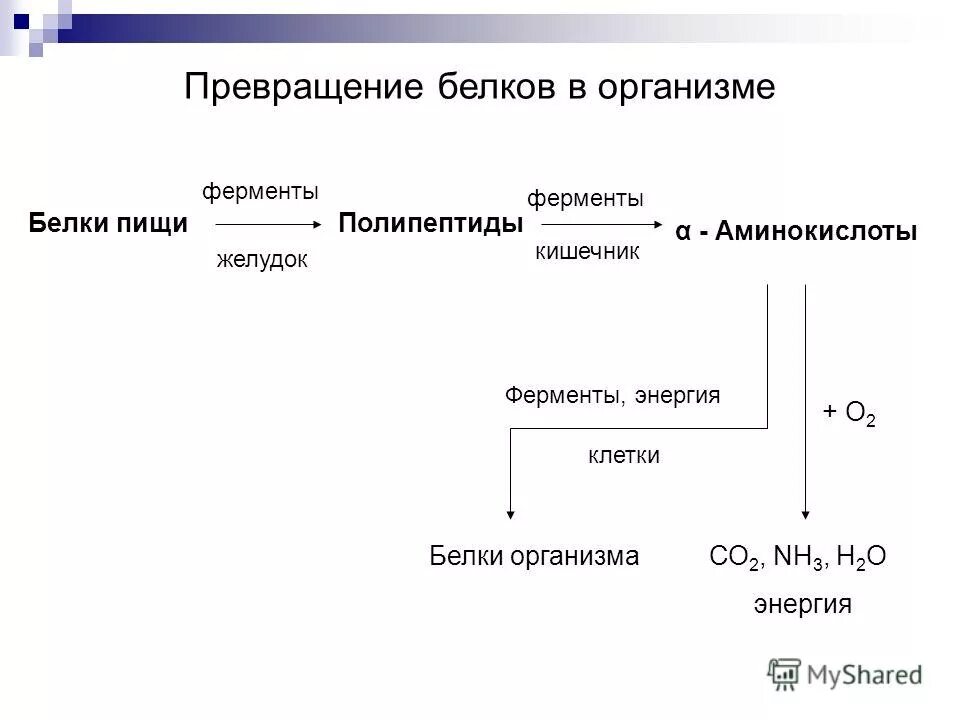 Превращение белков пищи в организме