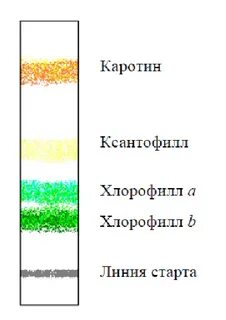 Разделение основных пигментов из экстракта