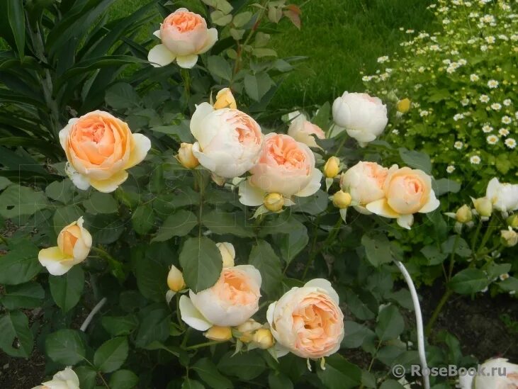 джуд обскур энциклопедия роз. джуд обскур энциклопедия роз. джуд обскур энциклопедия роз. роза джуд обскур. роза джуд зе обскур.