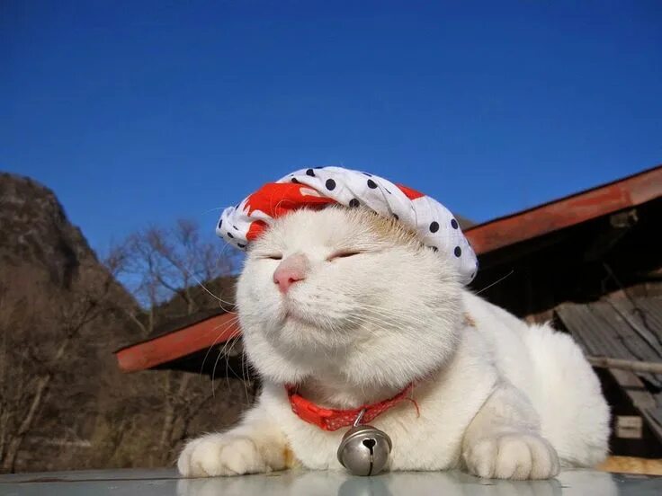 Японская белая кошка. Японский кот Широнеко. Кошка Широнеко. Shironeko - самый ленивый в мире кот. Счастливый кот