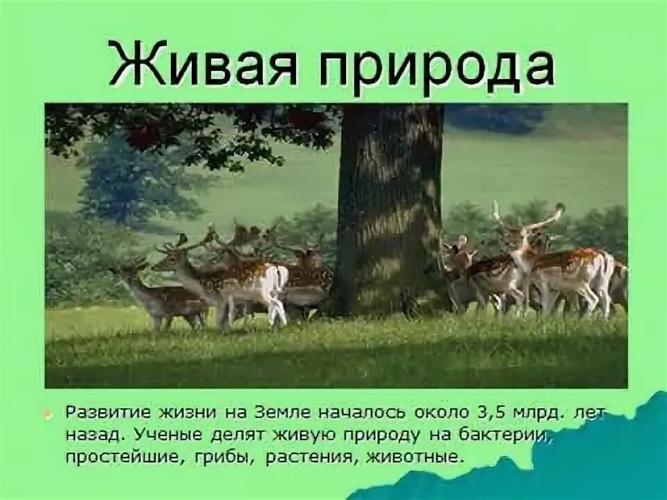 Царства живой природы