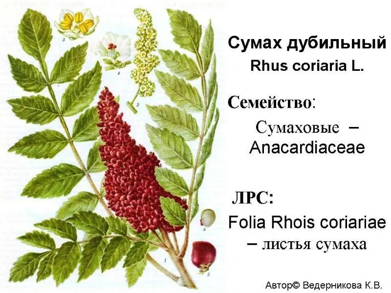 Сумах дубильный (Rhus coriaria. Сумах дубильный Фармакогнозия. Сумах дубильный – Rhus coriaria l.. Сумах дубильный Ботаническая иллюстрация.