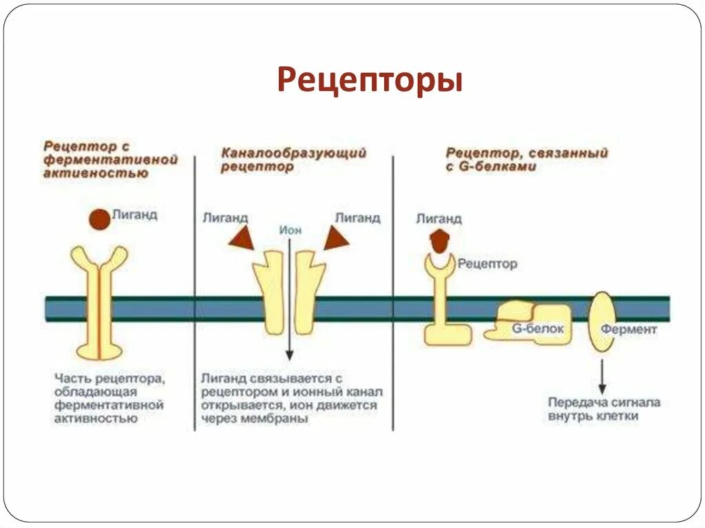 Из чего состоит рецептор. Классификация мембранных рецепторов. структура мембранных рецепторов гормонов. основные типы мембранных каналов-рецепторов. специфические рецепторы мембран физиология.