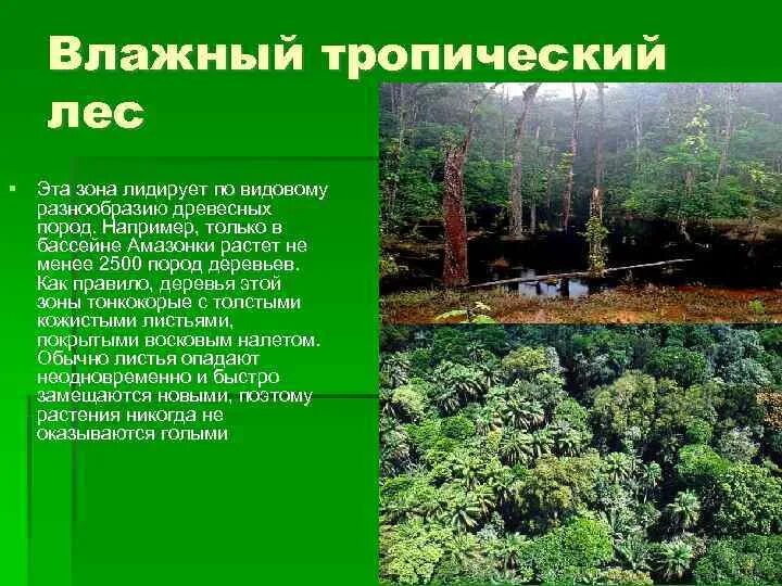 Видовое разнообразие тропического леса. Продуценты влажных тропических лесов. Вертикальная структура влажного тропического леса. Влажные тропические леса слайды. Характеристика тропического леса