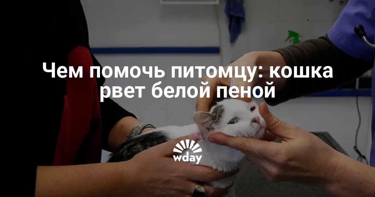 Кота тошнит.