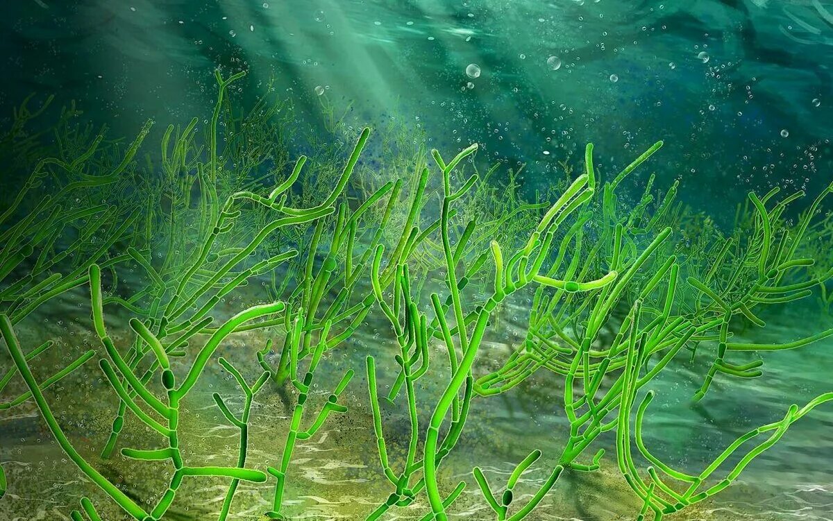 3 растения водорослей
