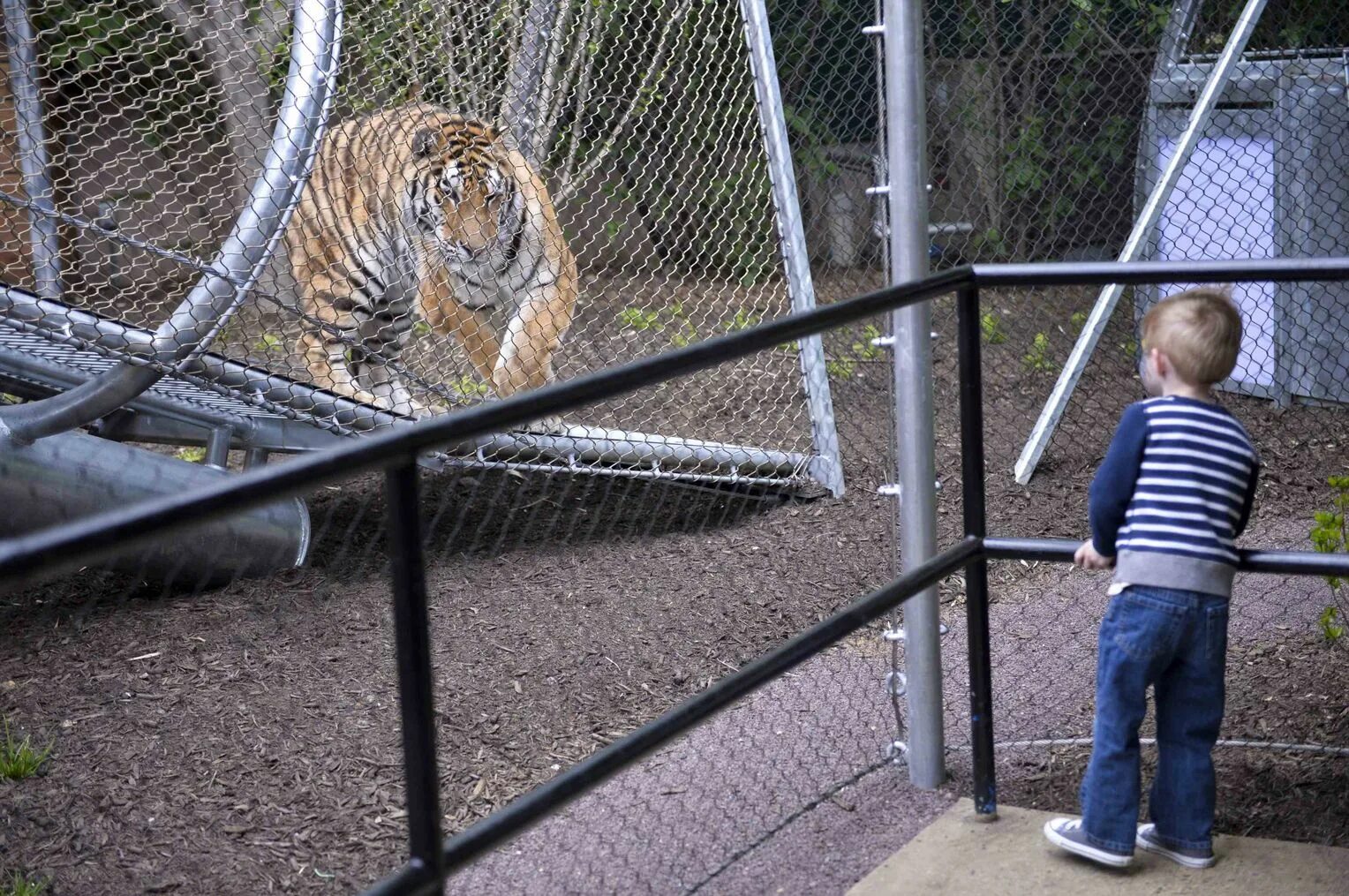 Белые тигры в ялтинском зоопарке. Зоопарк катаем всех. Зоопарк барселоны. Зоопарк катаем всех. Детский контактный зоопарк.