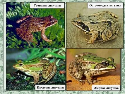 Сравни лягушку и жабу по внешнему виду
