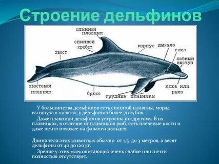 Плавники сельди и плавники дельфина