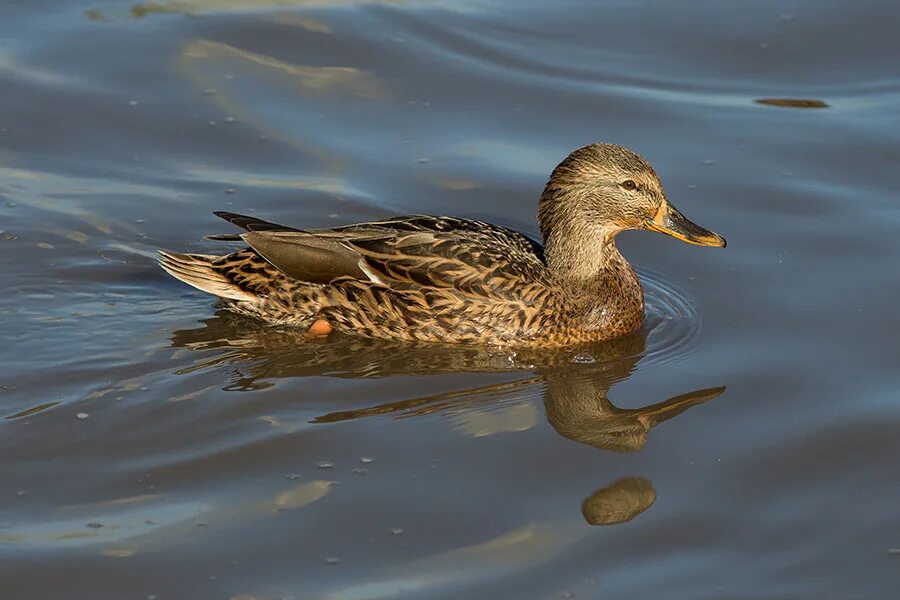 Duck source