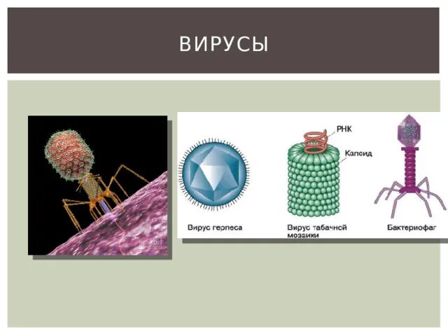 Представители вирусов 5 класс биология. Представители вирусов. Капсид вируса. Царство вирусы примеры. Вирусы ЕГЭ.