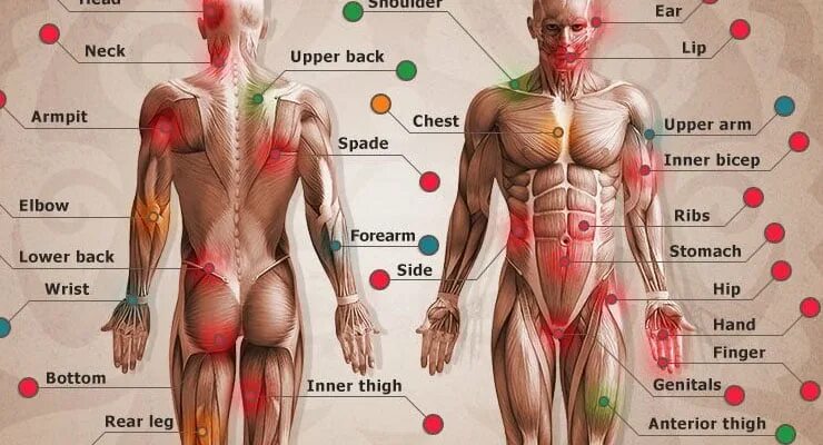 Тату насколько больно. Части тела для тату. Больные места для татуировок. Самые больные места для тату. Больные места на теле для тату.