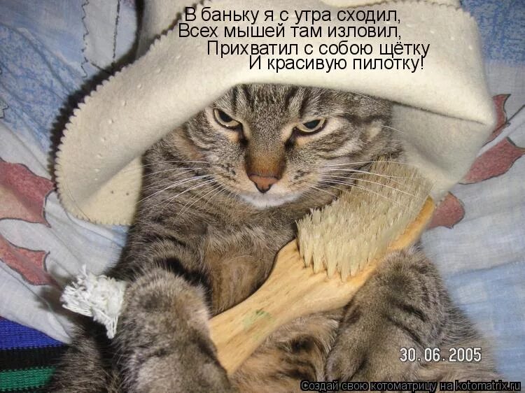 Утром пойдешь. С легким паром котик. Кошка после бани. Котик после бани. С лёгким паром кот.