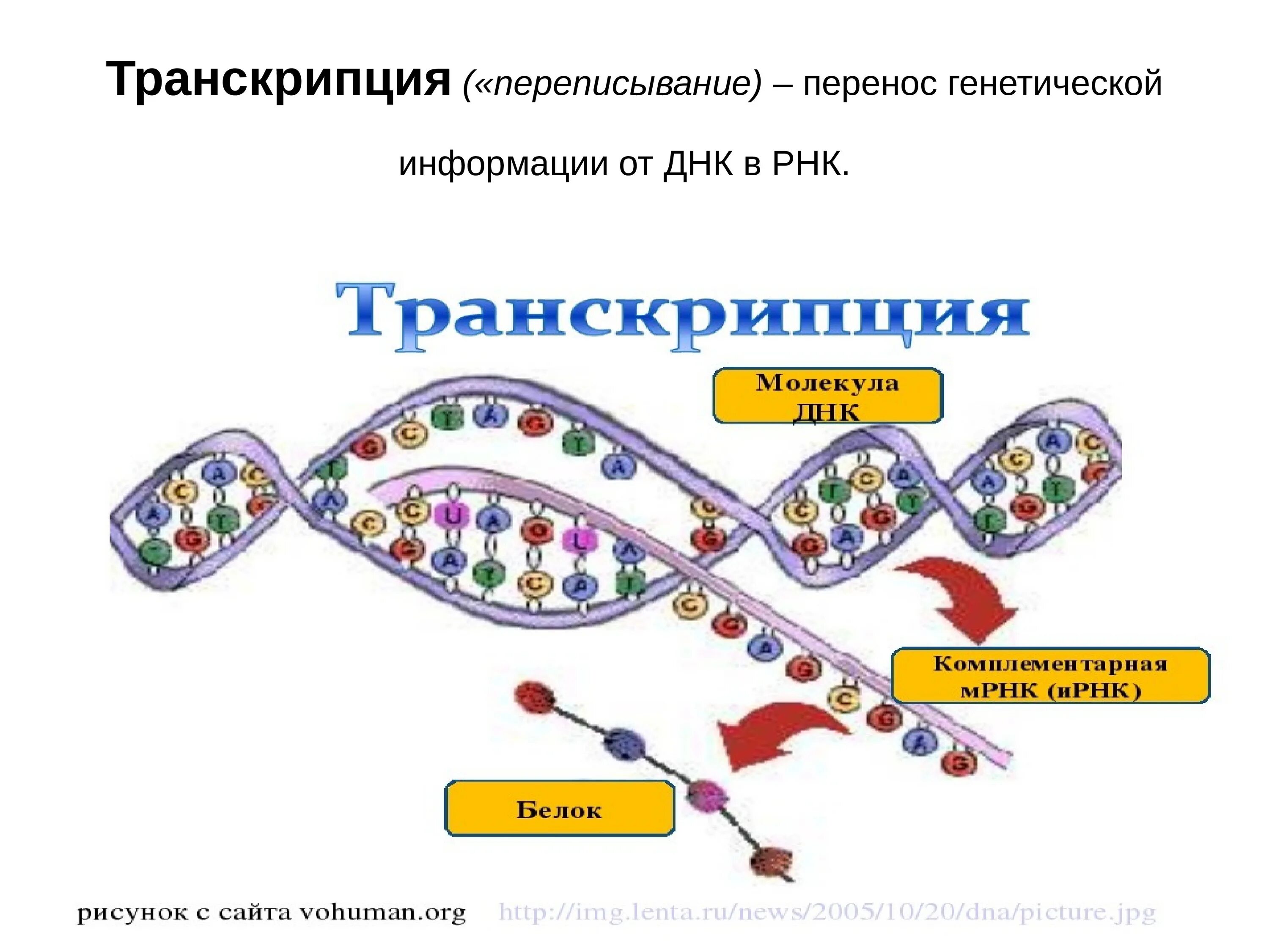 Транскрипция РНК схема. Транскрипция биология схема. Схема транскрипции ИРНК на ДНК. Процесс транскрипции в биологии.