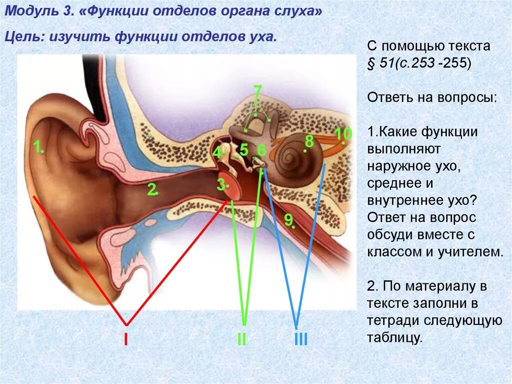 Орган слуха строение уха. Строение органа слуха отделы уха. отделы слухового анализатора ухо. строение слухового анализатора анатомия. строение слухового отдела уха слуховой анализатор.
