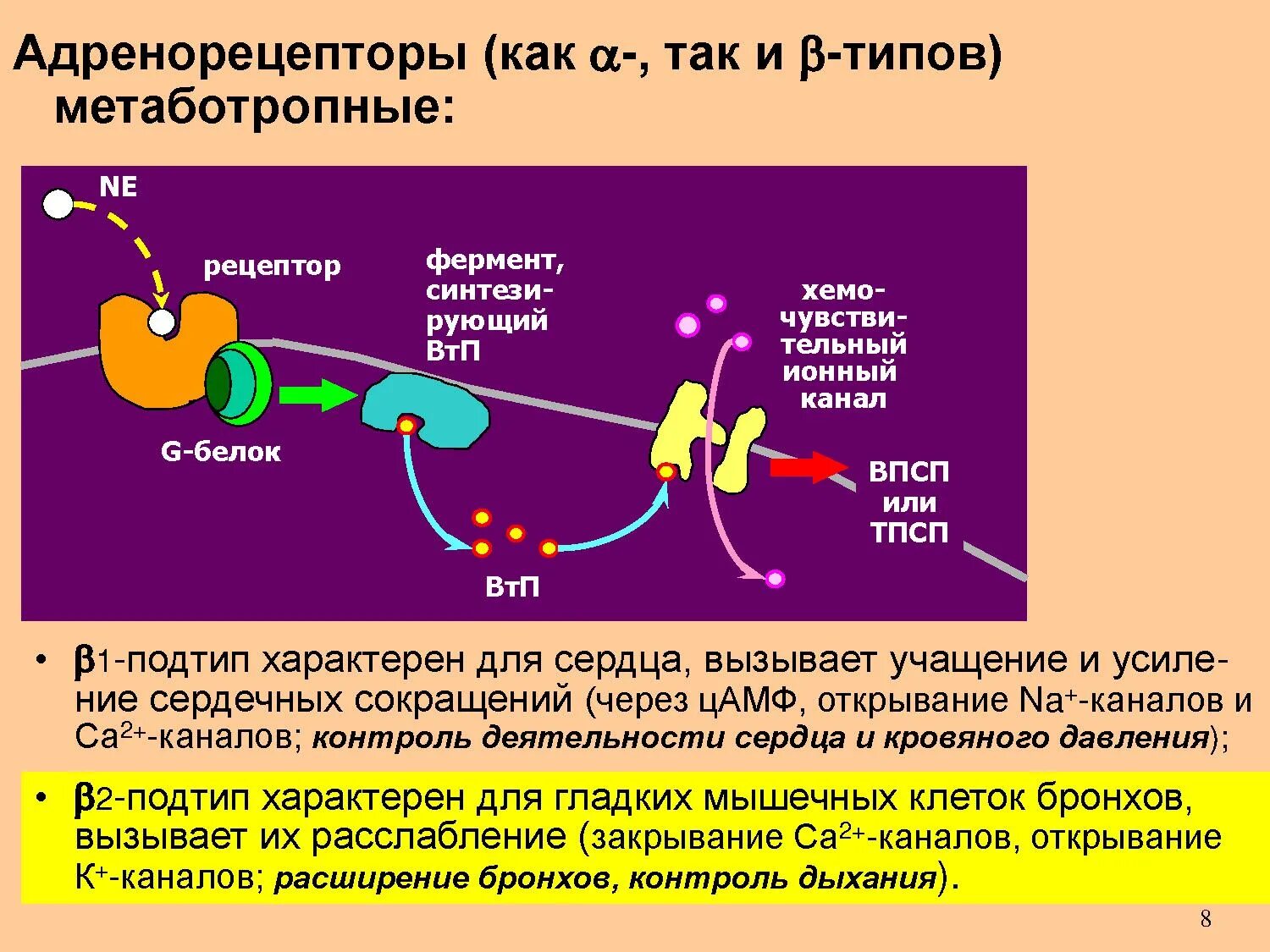 Альфа 2 рецепторы и бета рецепторы. Бета 2 адренергические рецепторы. Механизм Альфа рецепторы. Альфа 1 и Альфа 2 адренорецепторы механизм действия.