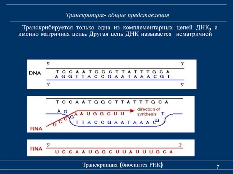 Направление матричной цепи днк. Транскрибируемая цепь ДНК это. Матричная транскрибируемая цепь ДНК. Смысловая и транскрибируемая цепь. Смысловая цепь и транскрибируемая цепь ДНК.