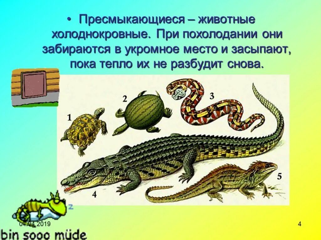 Холоднокровные животные рептилии. Температура тела холоднокровных животных. Хладнокровные животные список. Рептилий, например крокодилов. Холоднокровных животных.
