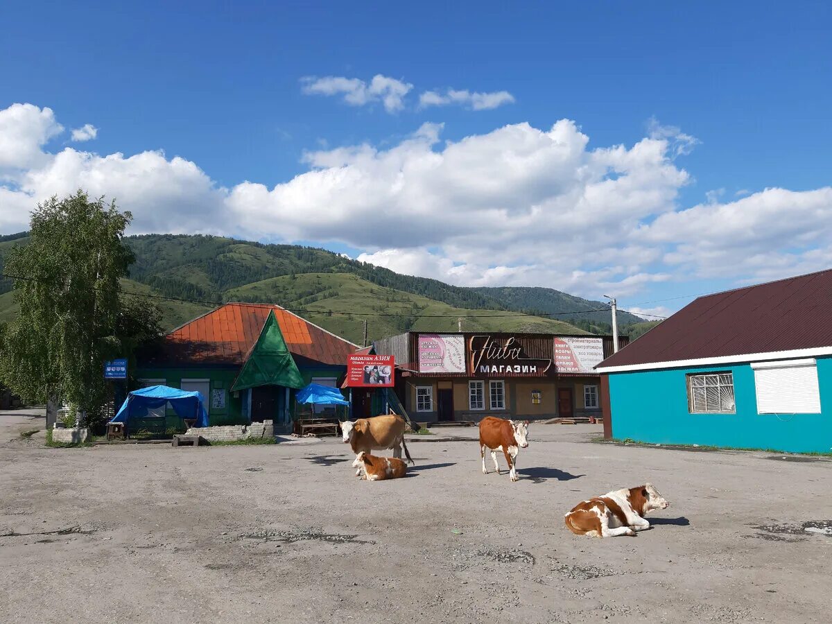 Погода в усть коксе на неделю. Усть-кокса Республика Алтай. Кокса горный Алтай. Алтай село Усть-кокса. Горный Алтай село Усть кокса.