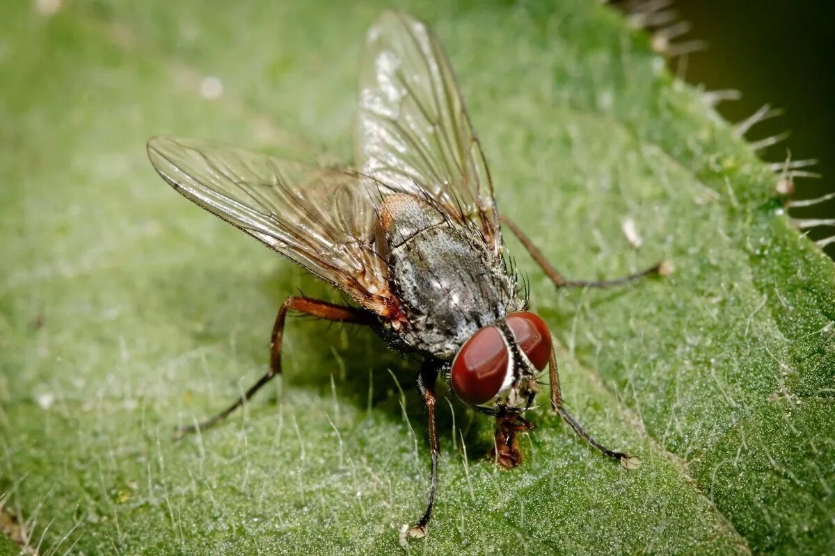 Мухи болот. Musca domestica комнатная Муха. Муха домашняя Musca domestica. Осенняя жигалка Муха. Жигалка обыкновенная.