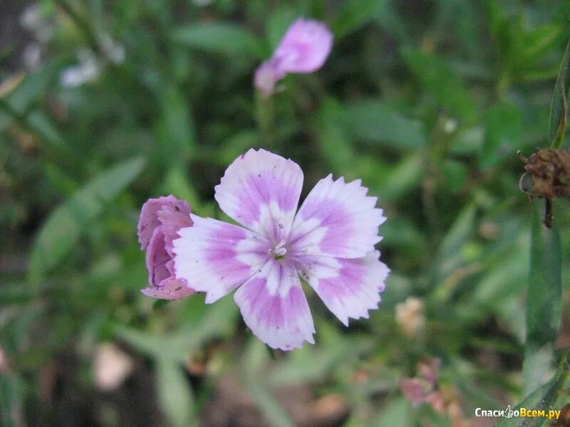 Гвоздика отзывы. Гвоздика бледноватая. Гвоздика бледноватая (Dianthus Pallens Smith.). Гвоздика бледно. Гвоздика бледноватая препарат.