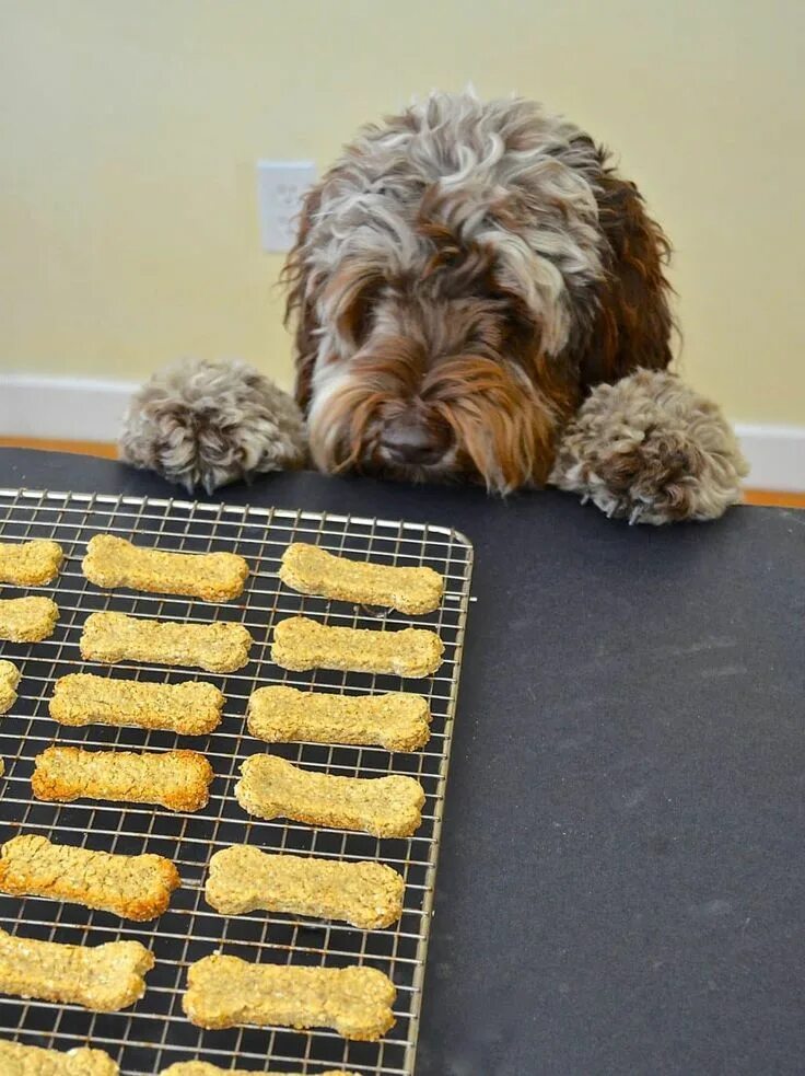 Homemade Peanut Butter Dog Treats Recipe Dog biscuit recipes, Homemade peanut bu