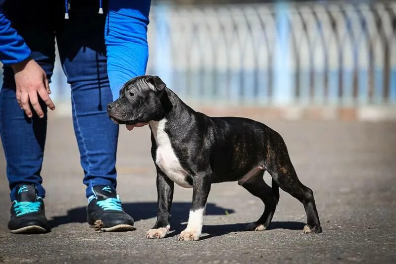 клички для собак стаффордширский терьер. имя для стаффа. карликовый стаффордширский бультерьер. американский стаффордширский терьер. имя для стаффа.