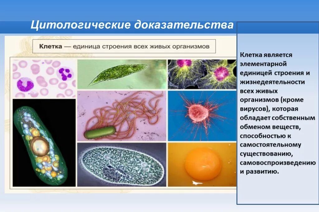 Клетка единица строения живого организма. Клетка единица строения всех живых организмов. Клетки организмов всех. Клетка основа строения всех живых организмов. Клетка является единицей строения и жизнедеятельности организмов..