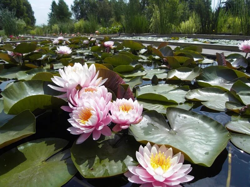 Долина лотосов Китай. Кувшинки Лотос цветы лотоса. Астрахань кувшинки. Лотосовые поля Китай. На озере росли кувшинки