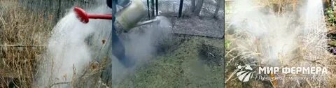 Полив кипятком смородину весной