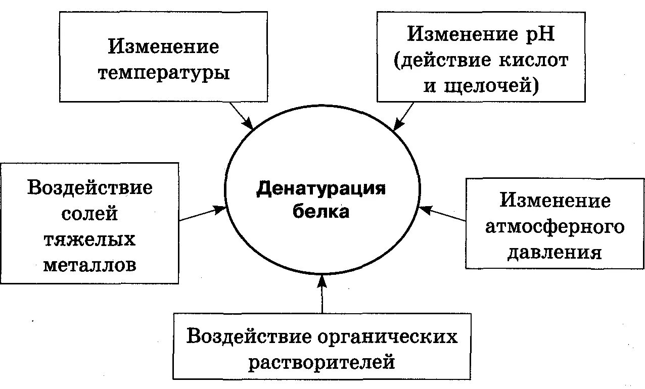 Перечислите факторы, вызывающие денатурацию белков. Денатурация белков причина. Обратимая денатурация белка. Причины денатурации белка. Денатурация белков причина.