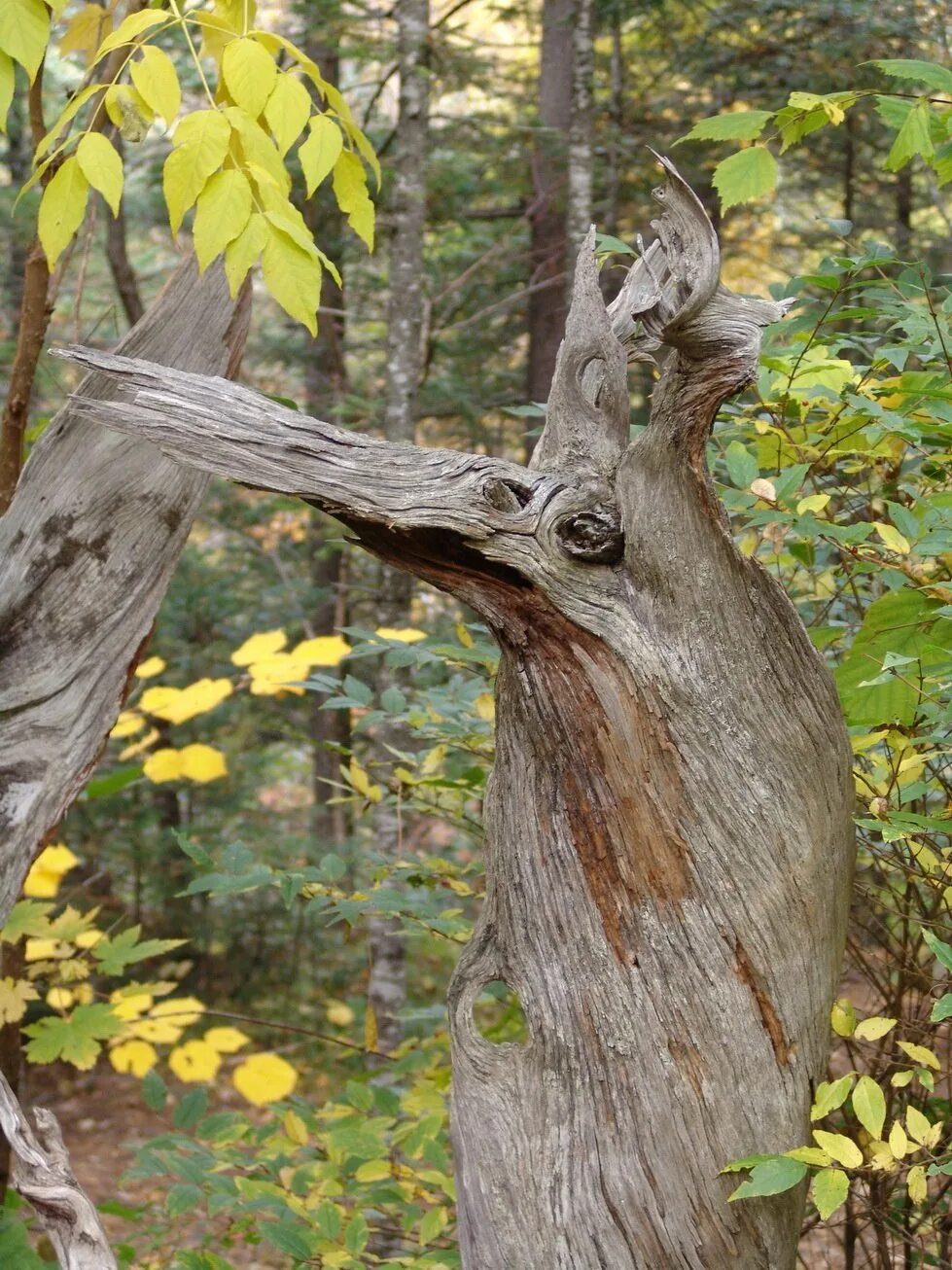 Птица коряга. Птица коряга фото. Леший из коряги в лесу. Мыши спасаются на корягах и в птичьих. Коряга птица