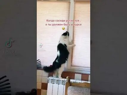 Включи соседи кота