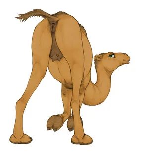 Bondage Camel.