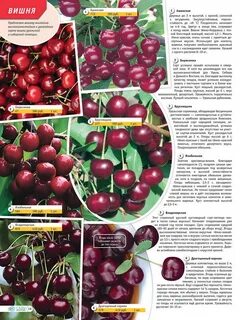 Сады челябинска каталог