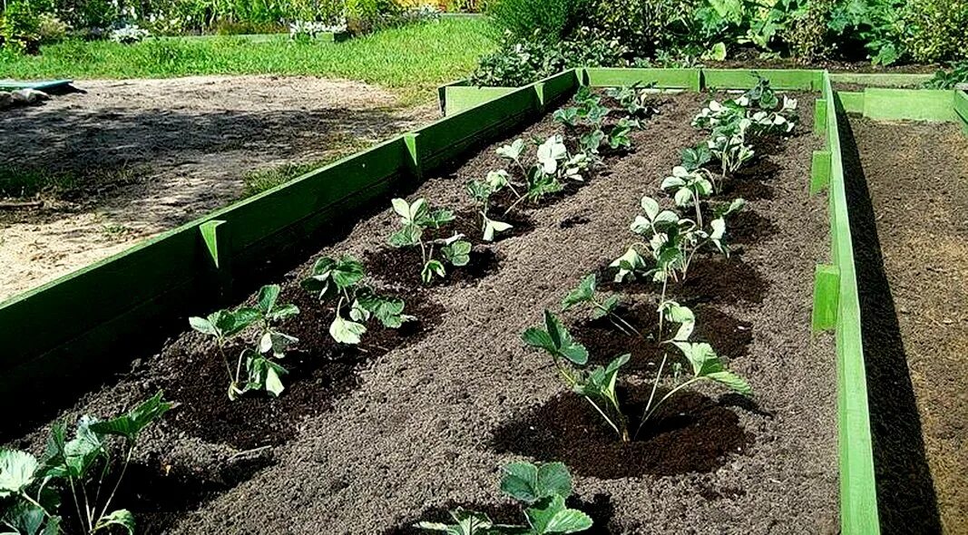 Какое место лучше посадить. Грядки для клубники. Грядки в огороде. Посадка клубней. Грядки с клубникой на даче.