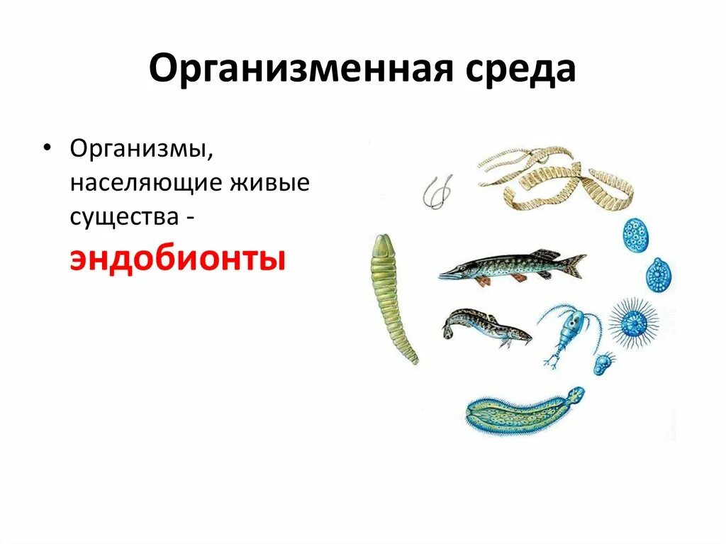 Особенности живых организмов организменная среда обитания. Организменная среда обитания паразиты. Организмы организменной среды обитания. Условия жизни в организменной среде обитания. Организменная среда 5 класс биология.