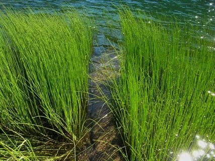 Многолетняя водная