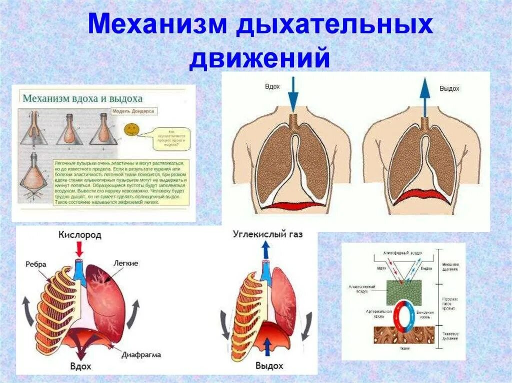 Путь воздуха при вдохе и выдохе. Дыхательная система человека механизм вдоха и выдоха. схема дыхательной системы при выдохе. механизм вдоха и выдоха в легких. механизм дыхания человека схема.