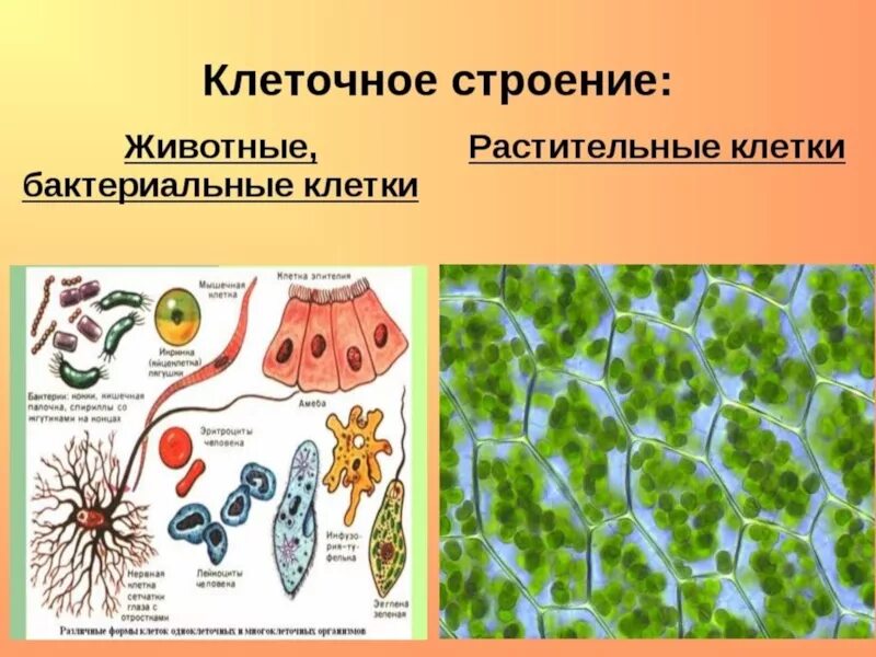 Количество клеток в организме животных. Клеточное строение организмов. клетка растительного организма. клетка живого организма. строение различных клеток.