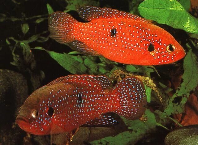 Хромис красавец аквариумная рыбка. Цихлиды хромис красавец. Красный красавец. Хромис красавец аквариумная рыбка. Цихлиды хромис красавец.